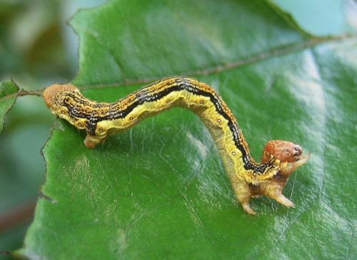 Erannis defoliaria