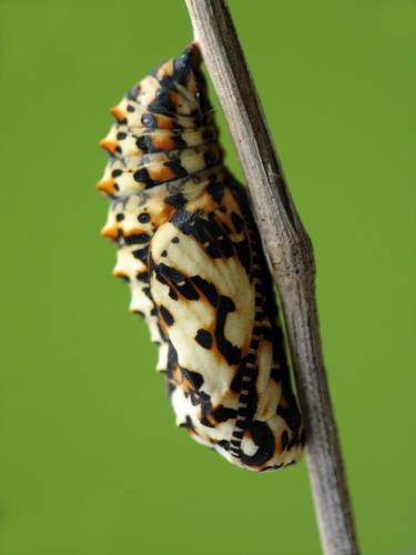 Melitaea didyma