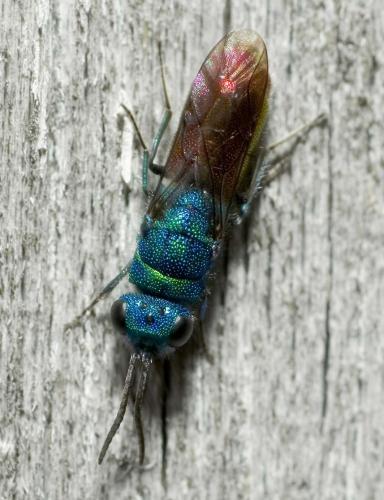 Réf. 8 751 : Chrysis sp.