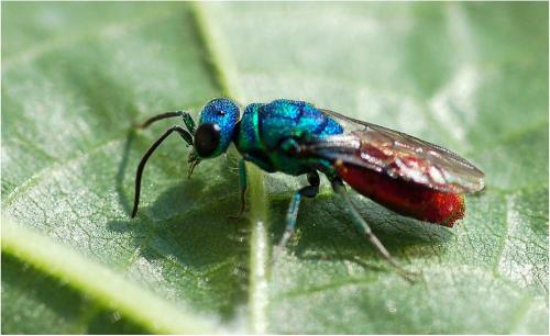 Réf. 8 319 : Chrysis sp.