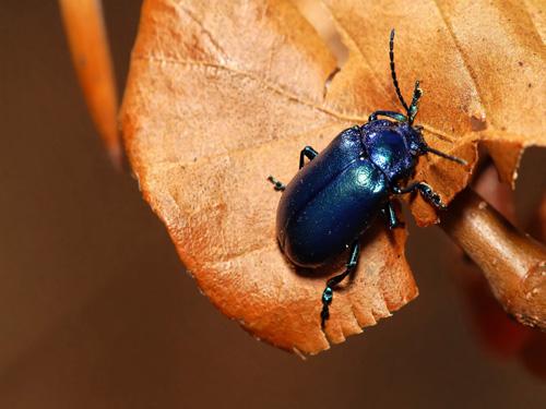 Réf. 8 063 : Oreina sp.