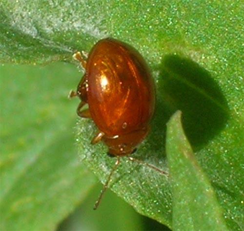 Réf. 8 061 : Sphaeroderma sp.