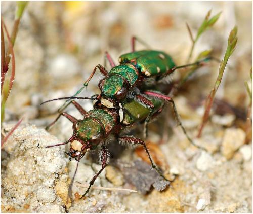 Réf. 8 537 : Cicindela campestris