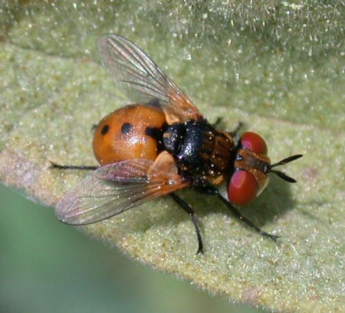 Réf. 8 617 : Gymnosoma sp.