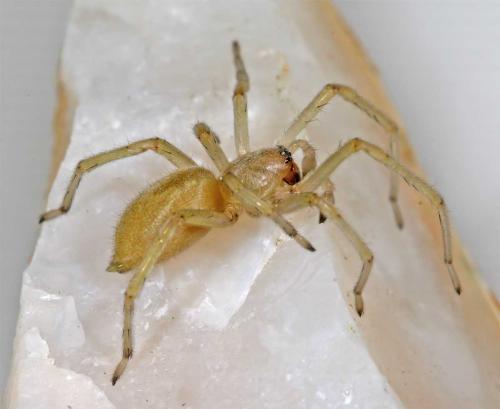 Réf. 8 208 : Cheiracanthium sp.