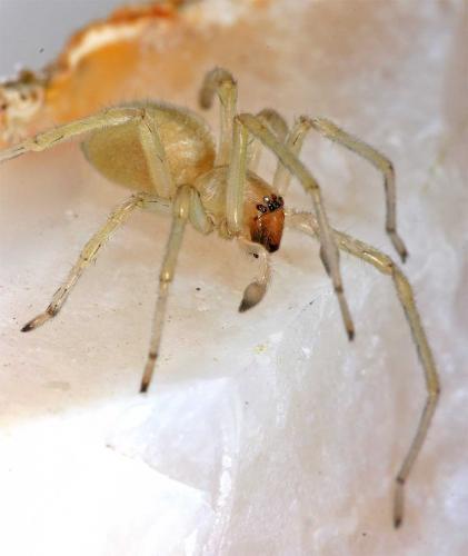 Cheiracanthium sp.