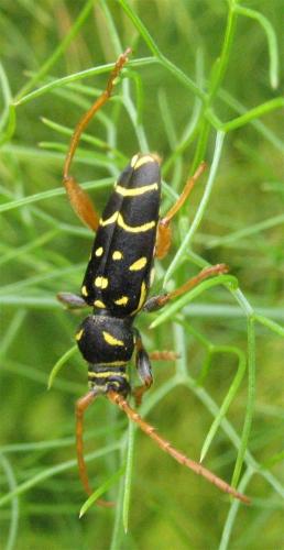 Plagionotus arcuatus