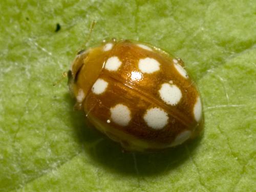 Vibidia duodecimguttata