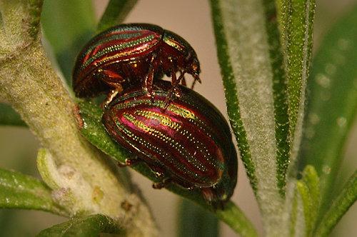 Réf. 8 230 : Chrysolina americana