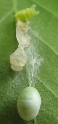 Réf. 8 499 : Campopleginae inconnu