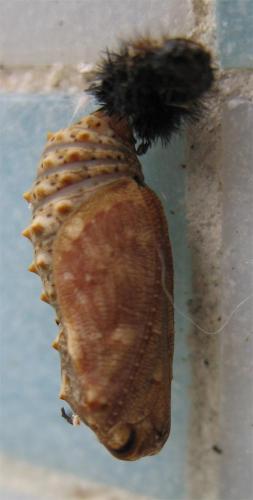Melitaea phoebe