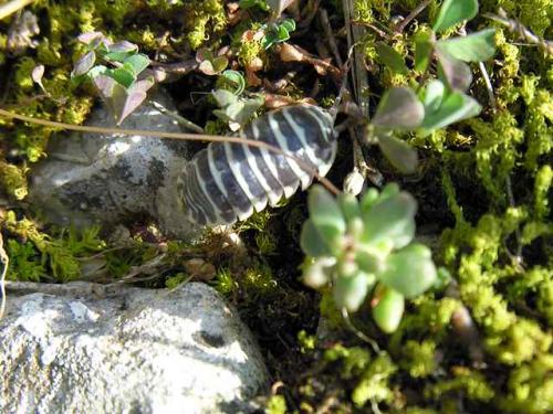 Réf. 8 204 : Armadillidium maculatum