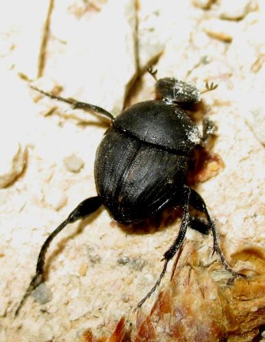 Sisyphus schaefferi