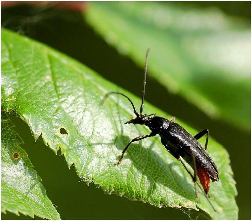 Rutpela nigra