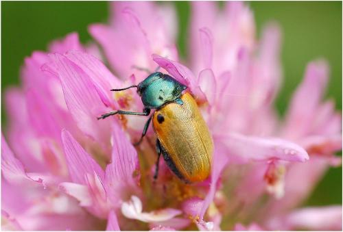 Réf. 8 533 : Labidostomis sp.