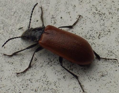 Réf. 8 722 : Omophlus sp.