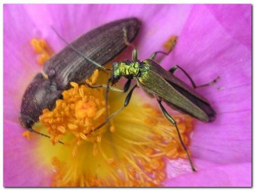 Oedemera nobilis