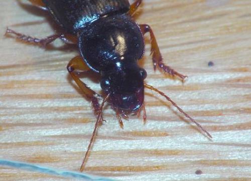 Réf. 8 663 : Pseudoophonus rufipes