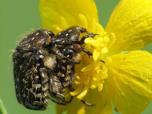 Oxythyrea funesta