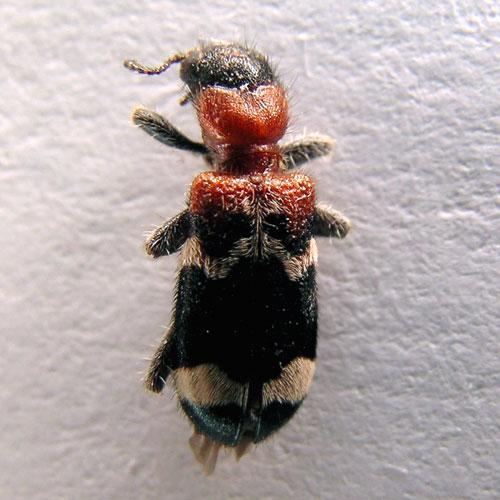 Réf. 8 723 : Thanasimus formicarius