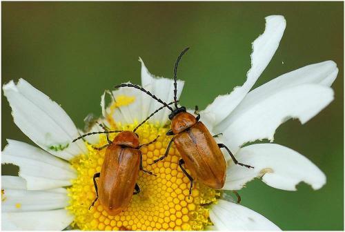 Réf. 8 485 : Exosoma lusitanicum