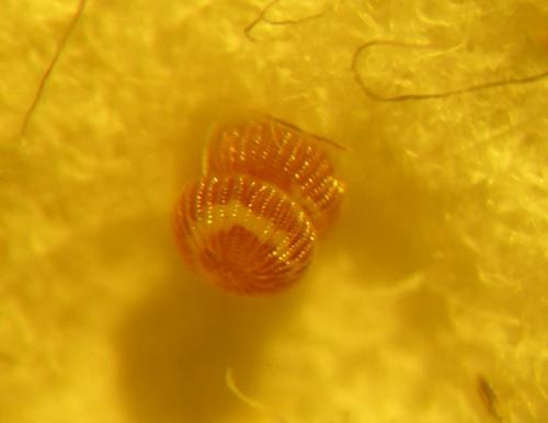 Réf. 8 958 : Conistra intricata