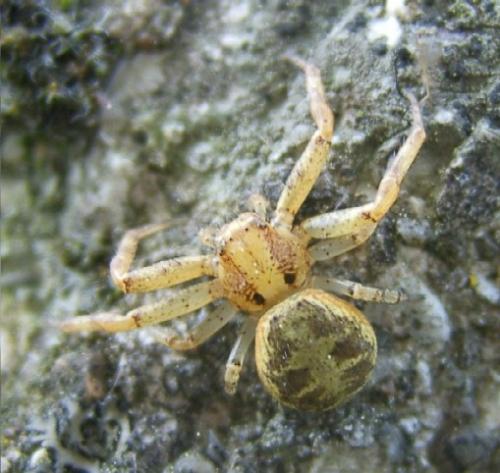 Xysticus sp.