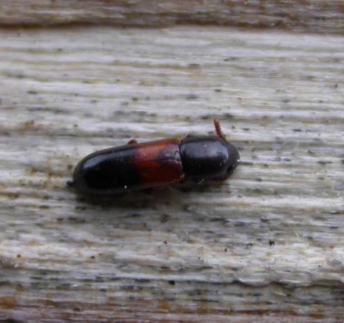 Corticeus fasciatus