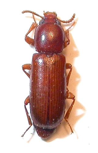 Corticeus longulus