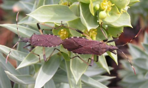 Dicranocephalus albipes