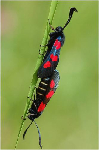 Réf. 8 813 : Zygaena trifolii