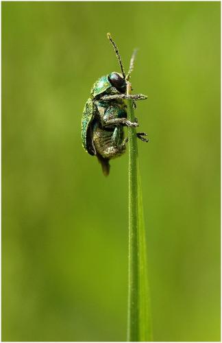 Cryptocephalus sp.