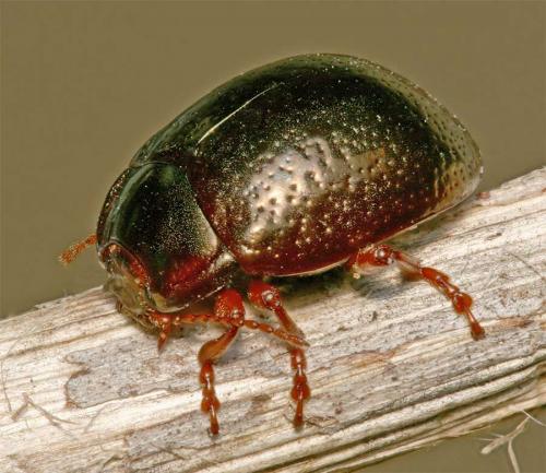 Réf. 8 807 : Chrysolina bankii