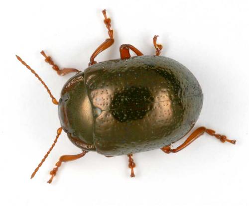 Réf. 8 808 : Chrysolina bankii