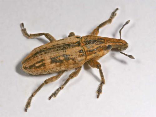 Mecaspis alternans