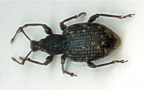 Otiorhynchus sulcatus