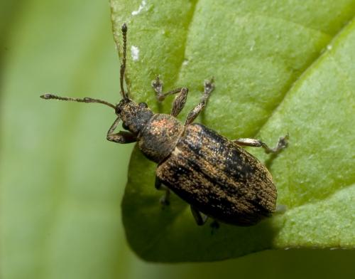 Réf. 8 747 : Phyllobius pyri
