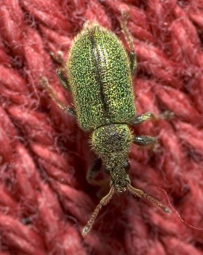 Phyllobius betulinus