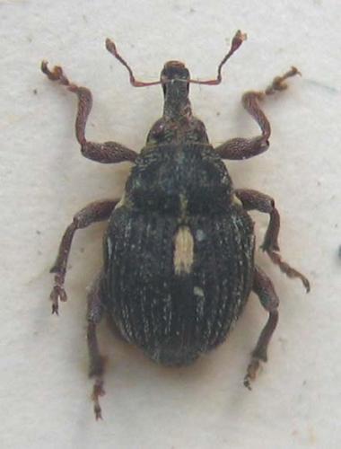 Rhinoncus pericarpius