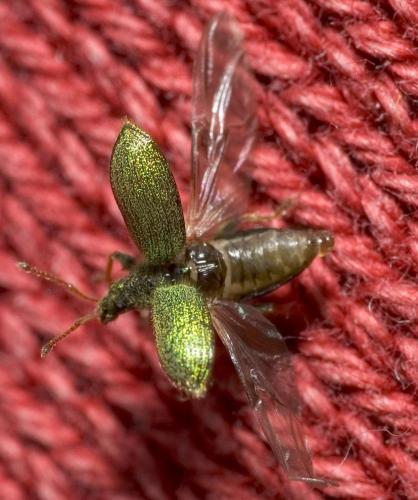 Phyllobius betulinus