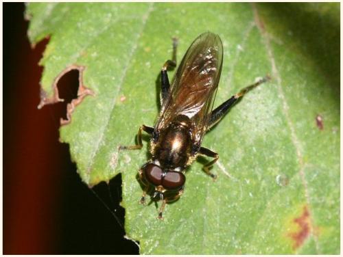 Xylota segnis