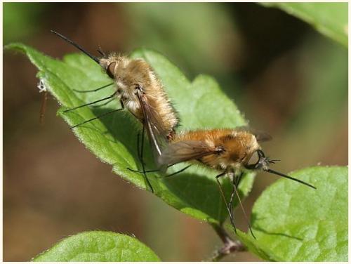 Réf. 8 279 : Bombylius sp.