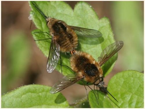Réf. 8 416 : Bombylius sp.