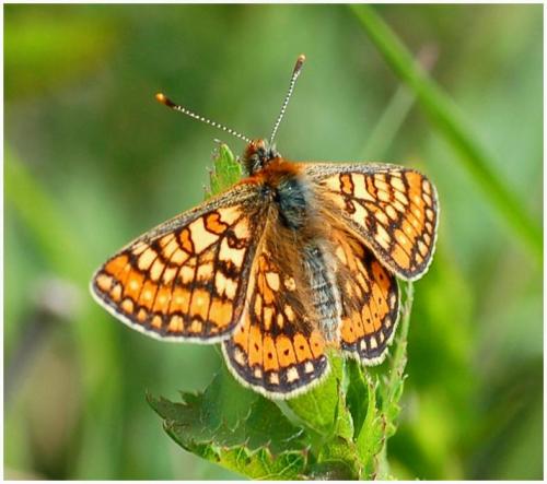 Réf. 8 170 : Euphydryas aurinia