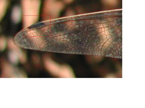 Orthetrum sp.