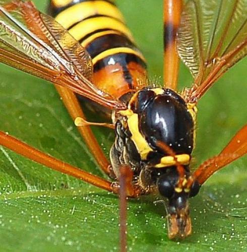 Ctenophora elegans