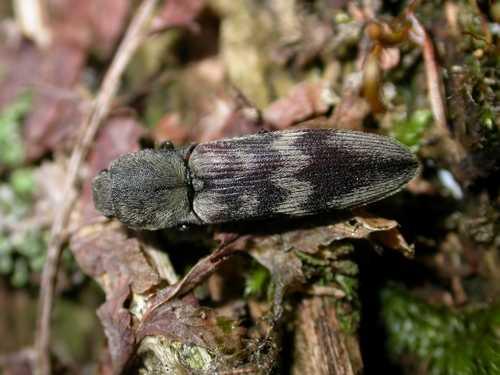 Réf. 8 112 : Diacanthous undulatus
