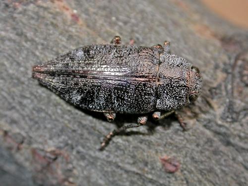 Réf. 8 437 : Dicerca aenea