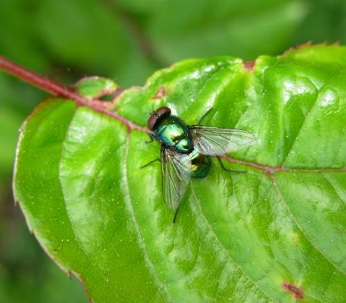 Lucilia sp.