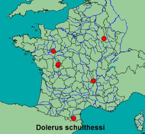 Dolerus schulthessi